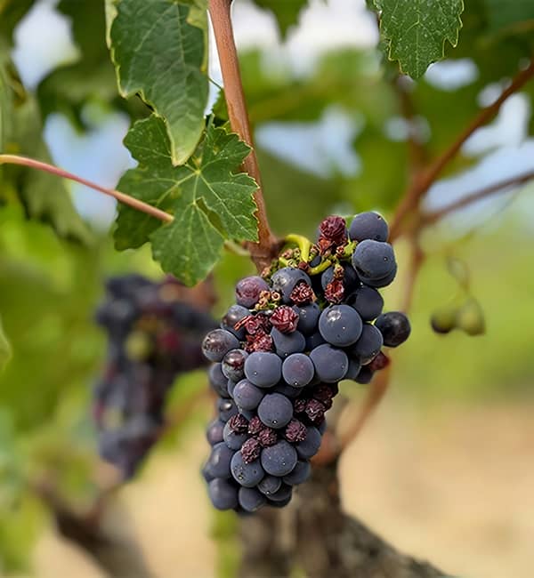 ΓΕΥΣΙΓΝΩΣΙΕΣ ΚΡΑΣΙΟΥ